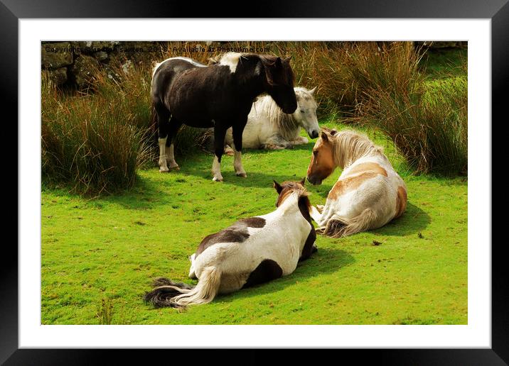 LAZY PONIES Framed Mounted Print by andrew saxton