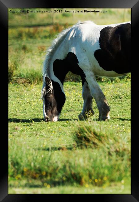 MUNCHING  Framed Print by andrew saxton