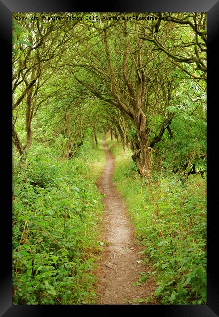 PATH OF TREES Framed Print by andrew saxton