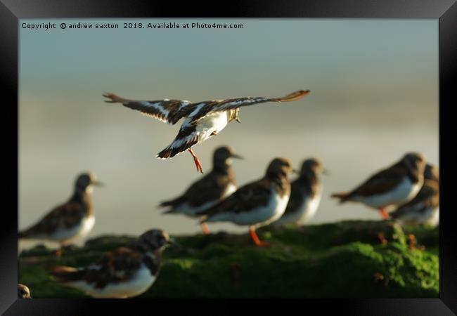 TAKING OFF Framed Print by andrew saxton