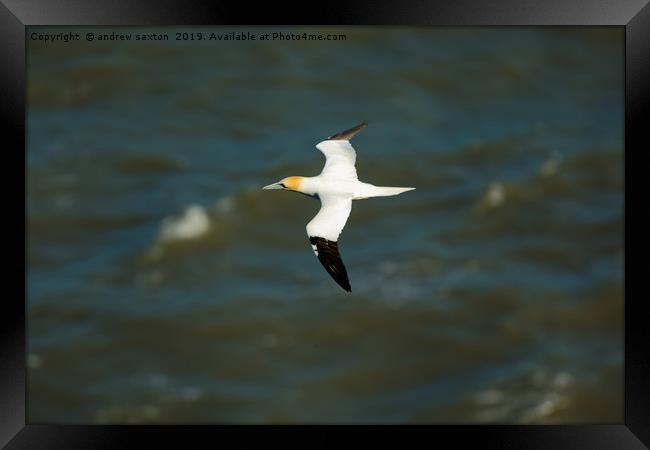 SEA FLYING Framed Print by andrew saxton