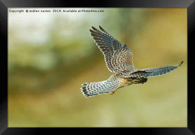 WINGS ARE OUT Framed Print by andrew saxton