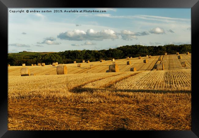 ROLLED STRAW Framed Print by andrew saxton