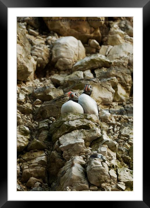 ADULT PUFFINS Framed Mounted Print by andrew saxton