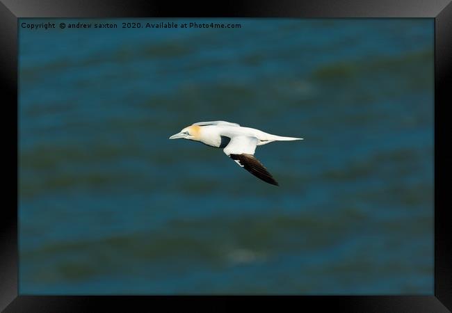 HAPPY GANNET Framed Print by andrew saxton