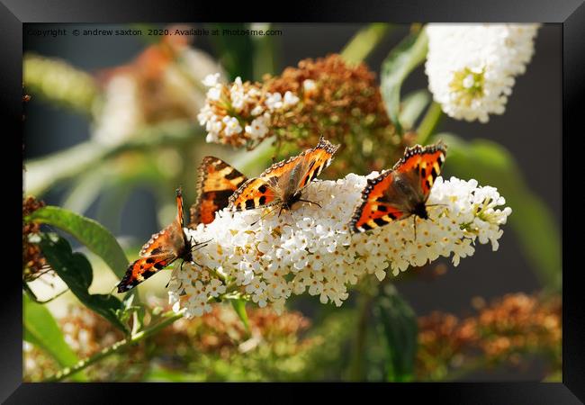 MEAL FOR FOUR Framed Print by andrew saxton