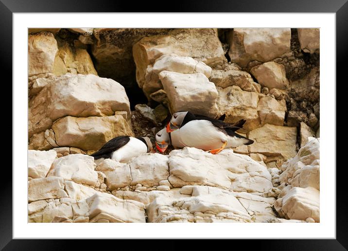 PUFFIN CLIFFS Framed Mounted Print by andrew saxton