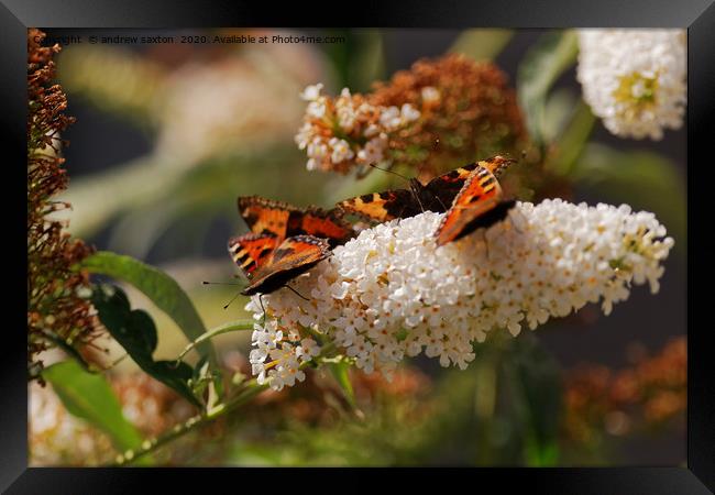 WERE TOGETHER Framed Print by andrew saxton