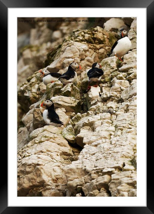 Puffins on levels Framed Mounted Print by andrew saxton