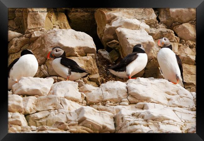 A photograph of Puffins standing on a rock Framed Print by andrew saxton