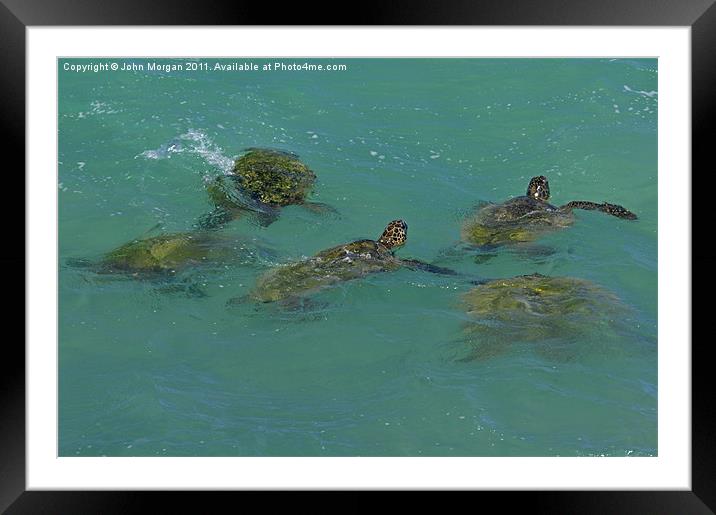 Green Backed Turtles. Framed Mounted Print by John Morgan