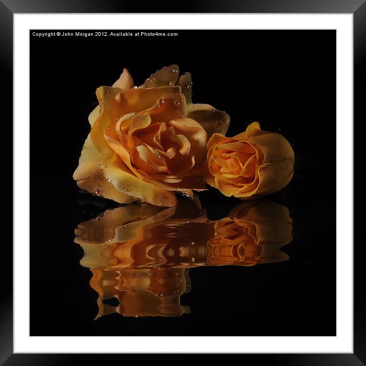Roses. Framed Mounted Print by John Morgan