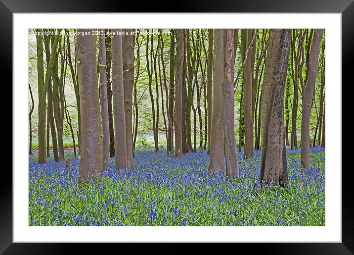 Bluebell carpet. Framed Mounted Print by John Morgan