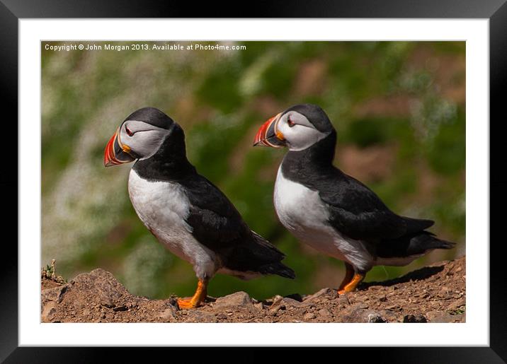 Atlantic Puffins. Framed Mounted Print by John Morgan