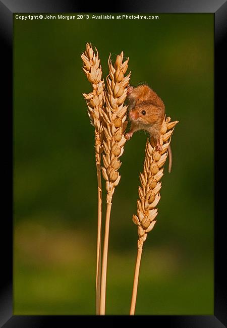 Harvest mouse. Framed Print by John Morgan