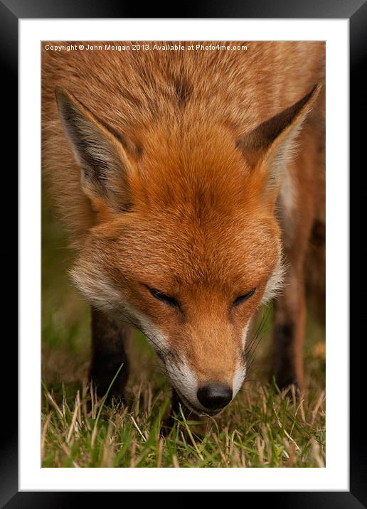 Sniffing it out. Framed Mounted Print by John Morgan
