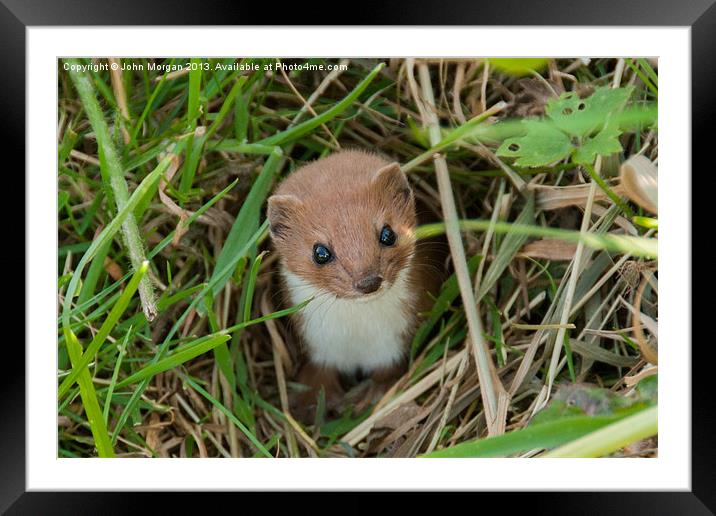 Weasel in the grass. Framed Mounted Print by John Morgan