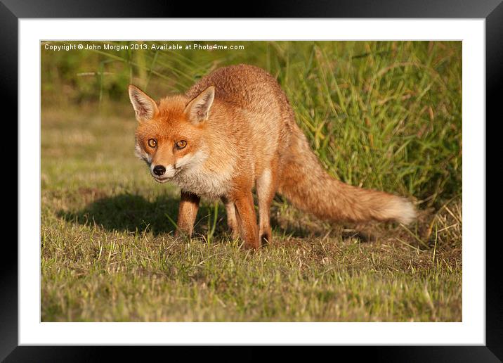 Fox in the grass. Framed Mounted Print by John Morgan