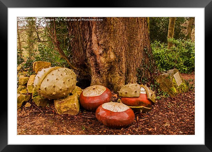 Conkers. Framed Mounted Print by John Morgan