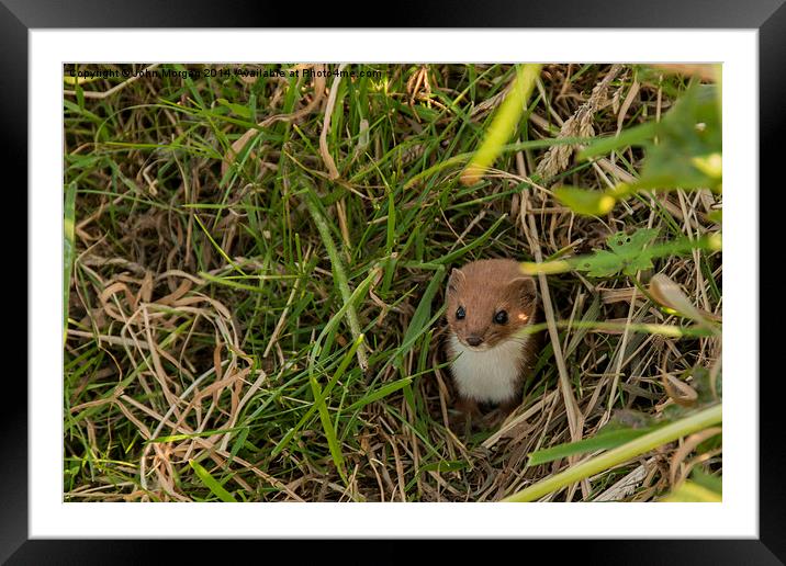 Weasel in the grass. Framed Mounted Print by John Morgan