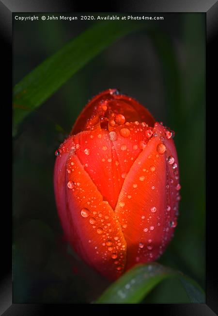 Tulip. Framed Print by John Morgan