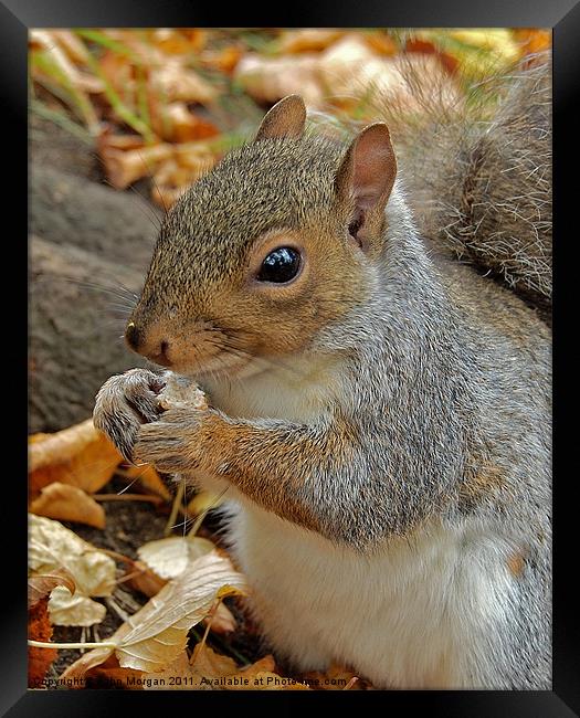 Grey squirrel. Framed Print by John Morgan