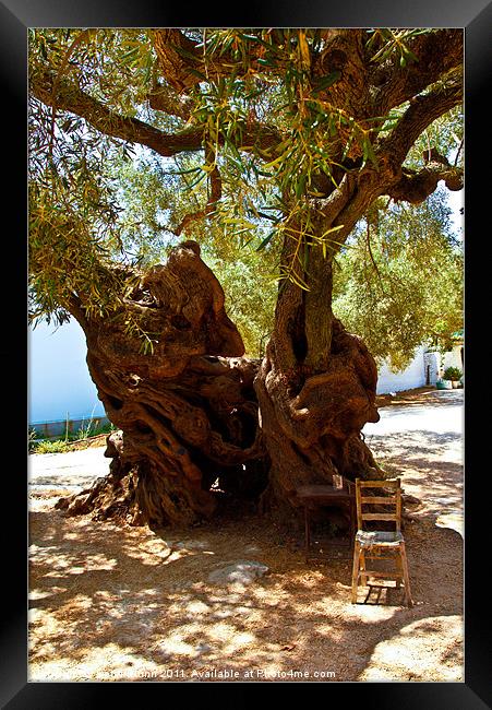 1,800 Year Old Olive Tree Framed Print by Peter Blunn
