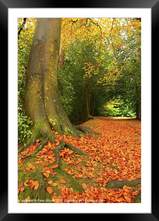 Golden Leaves and Autumn's Trees Framed Mounted Print by Peter Blunn