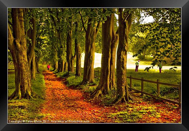 Autumn's Golden Tree lined Pathway Framed Print by Peter Blunn