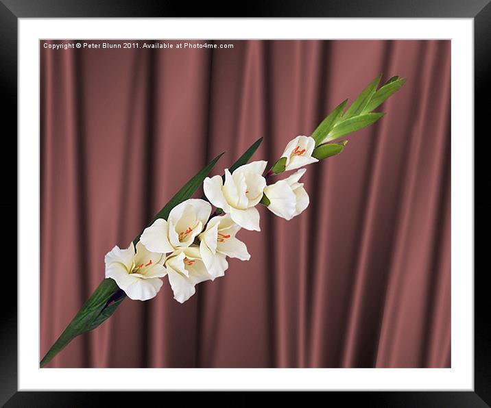 White Gladiola on Brown Silk Background Framed Mounted Print by Peter Blunn