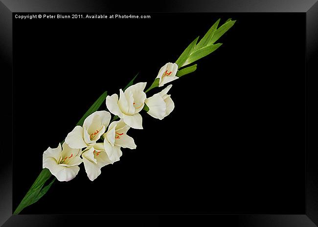 White 7 Flowered Gladioli on Black B/G Framed Print by Peter Blunn