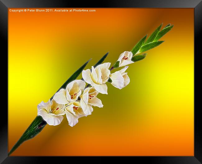 A 7 flower Gladioli on a yellowish B/G Framed Print by Peter Blunn