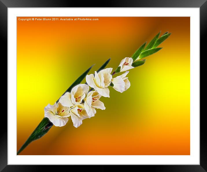 A 7 flower Gladioli on a yellowish B/G Framed Mounted Print by Peter Blunn