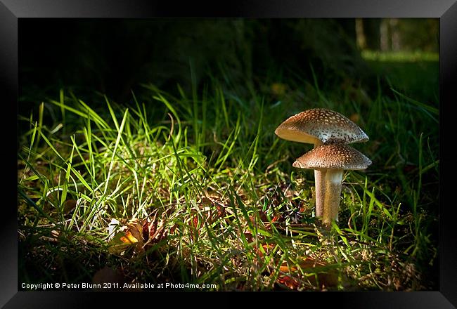 Fungi in the spotlight light Framed Print by Peter Blunn