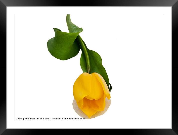 Yellow Tulip On A White B/G Framed Mounted Print by Peter Blunn