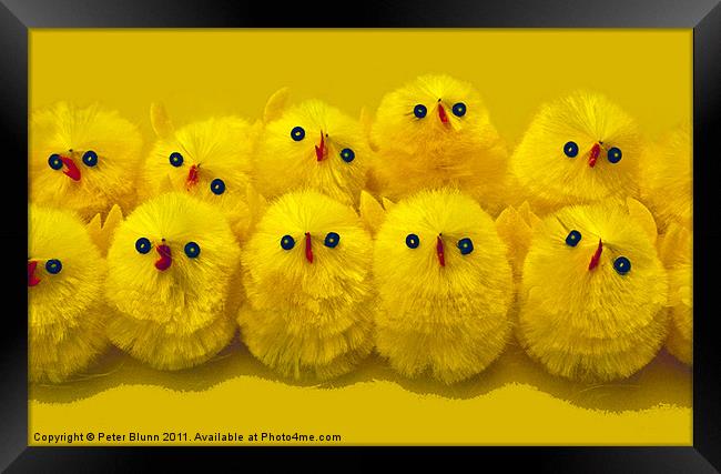 10 Little Easter Chicks Framed Print by Peter Blunn