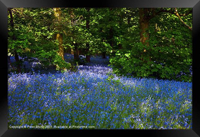 Bluebells Galore in the Woods Framed Print by Peter Blunn