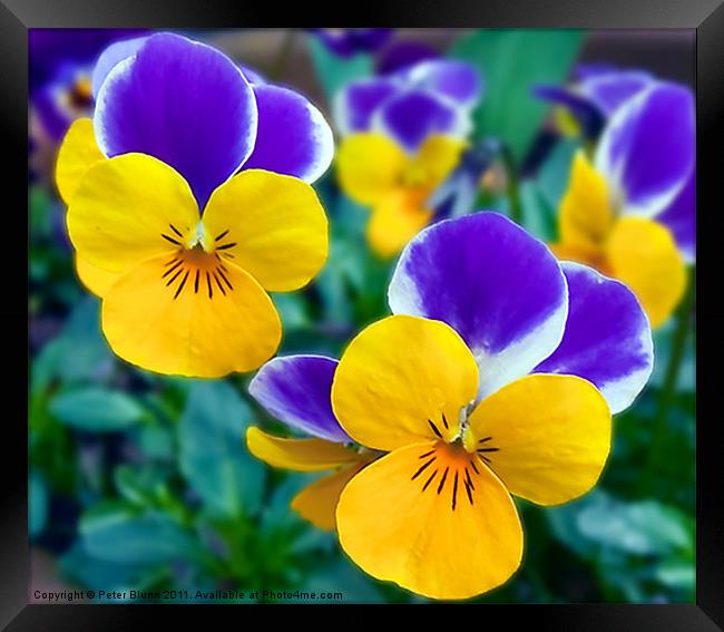Pansy's Close-up Framed Print by Peter Blunn