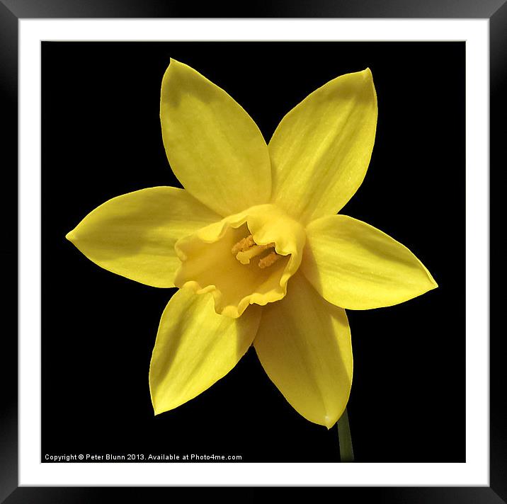 Daffodil Flower Head Framed Mounted Print by Peter Blunn