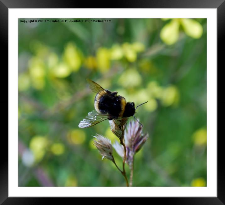 Busy Beee Framed Mounted Print by William Linton