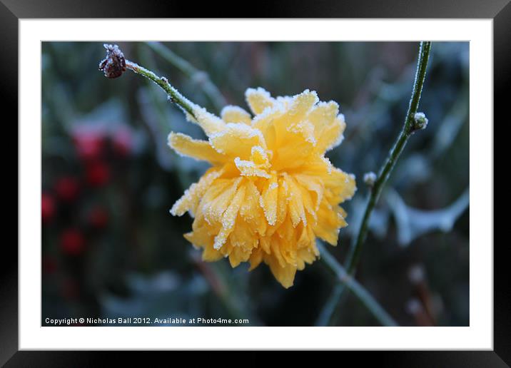 Frosty Flower Framed Mounted Print by Nicholas Ball