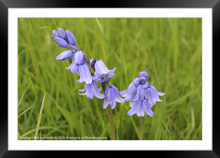Bluebells in Warwickshire Framed Mounted Print by Nicholas Ball