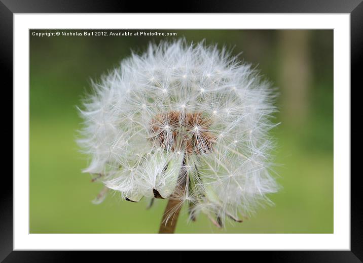 Dandelion Clock Framed Mounted Print by Nicholas Ball