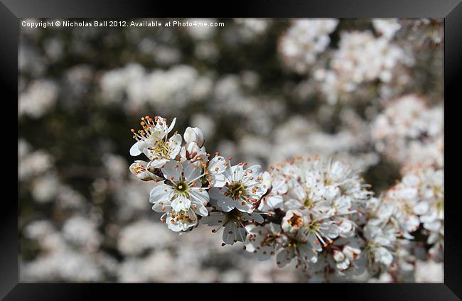 White Cherry Blossom Framed Print by Nicholas Ball