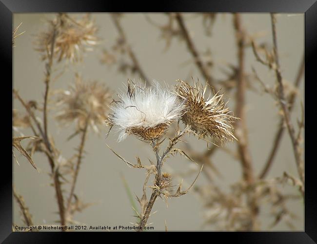 Thistles in Warwickshire Framed Print by Nicholas Ball