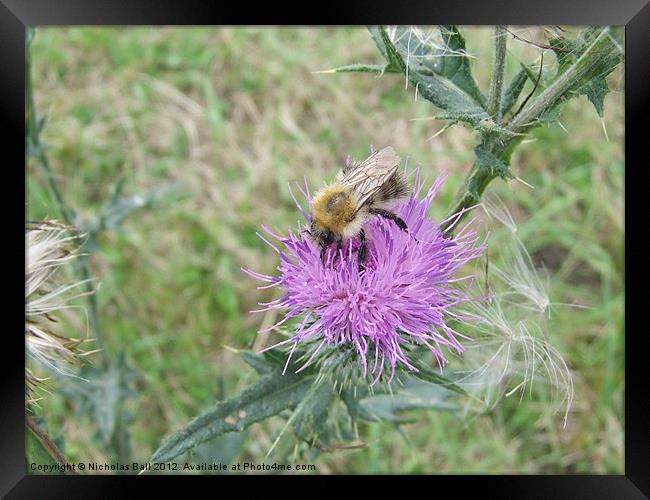Bee on a Thistle Flower Framed Print by Nicholas Ball