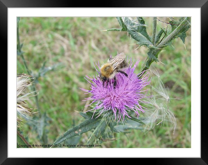 Bee on a Thistle Flower Framed Mounted Print by Nicholas Ball