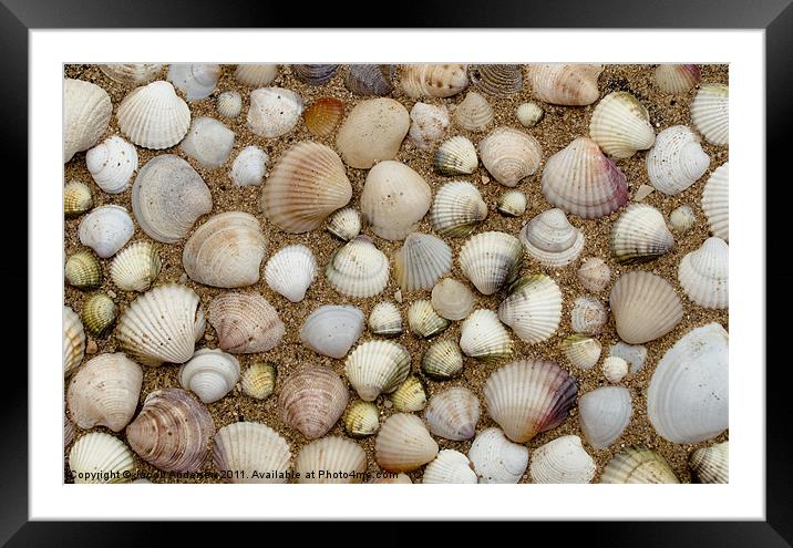 Sea Shells Framed Mounted Print by Jacob Andersen