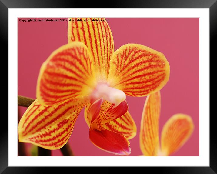 Mini Orchid Framed Mounted Print by Jacob Andersen