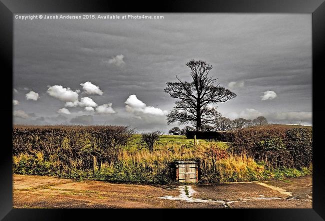  The lonely Tree Framed Print by Jacob Andersen